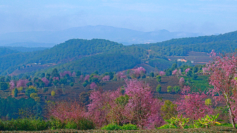 民乐茶山樱花盛放。