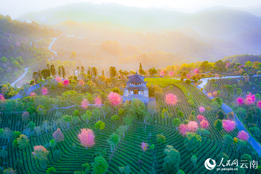 航拍普洱茶博苑冬樱花烂漫。黄俊桦摄