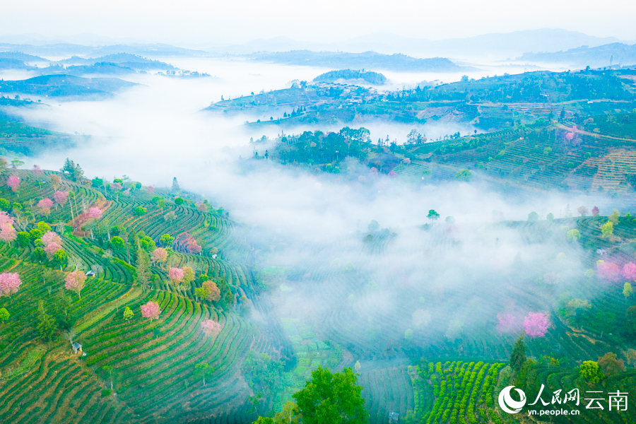 航拍普洱茶博苑冬樱花烂漫。黄俊桦摄