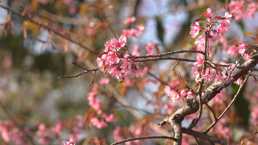 冬樱花盛放“春意”浓。岩三卡摄