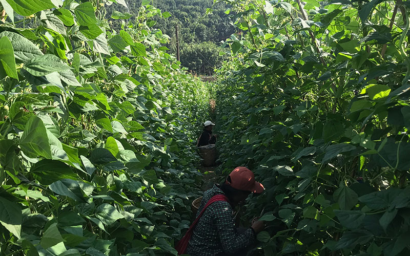 随着冬农产业兴起，让无筋豆成为西盟群众增收的新途径。-周艳摄