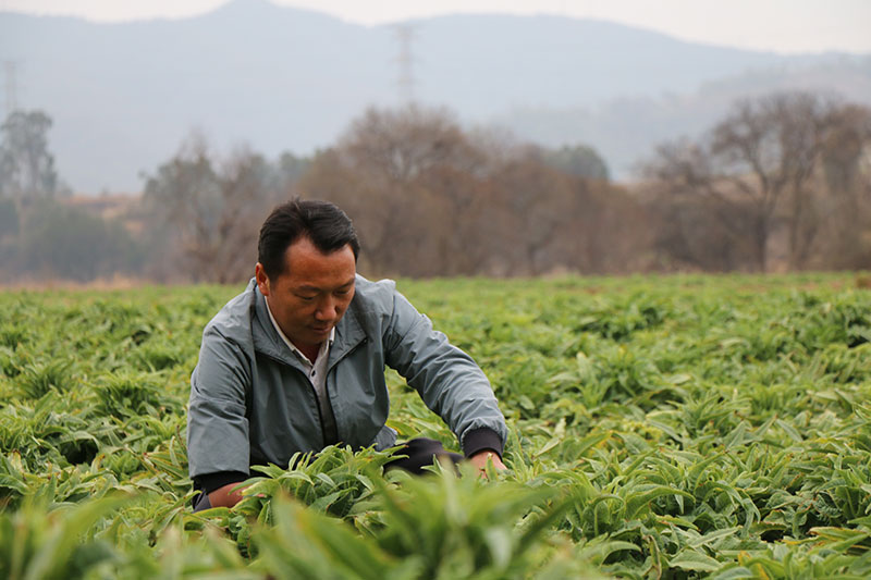 周自灵在地里观察贡菜长势。胥勋琳摄