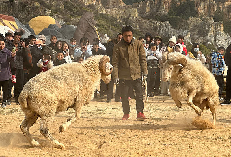 彩色沙林景区斗羊活动为节日增添欢乐气氛。