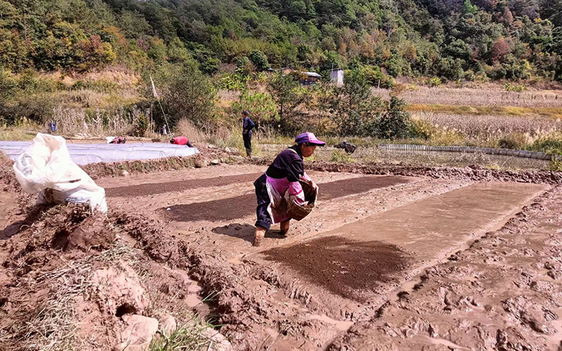 村民播种稻种。