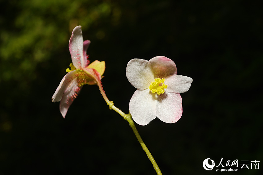 龙陵秋海棠的花。丁洪波摄