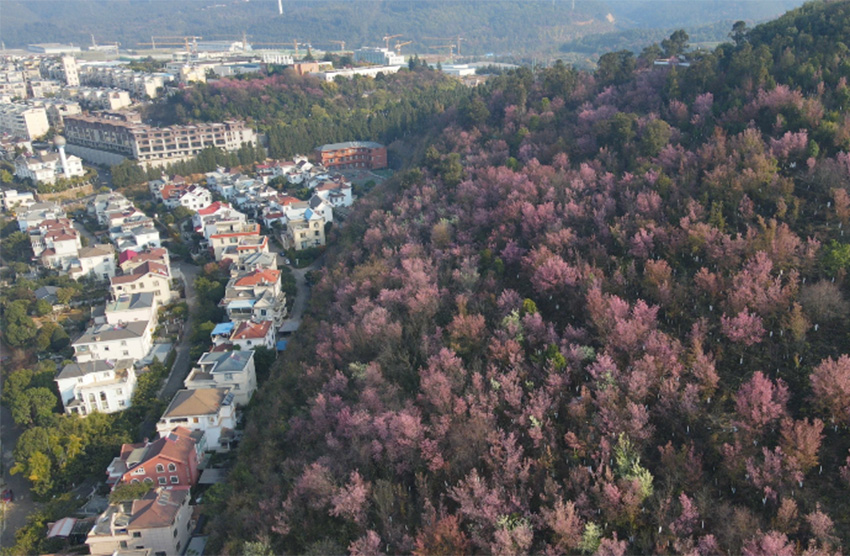 红塔区柴家大山成片的冬樱花绚烂无比。王季雄摄