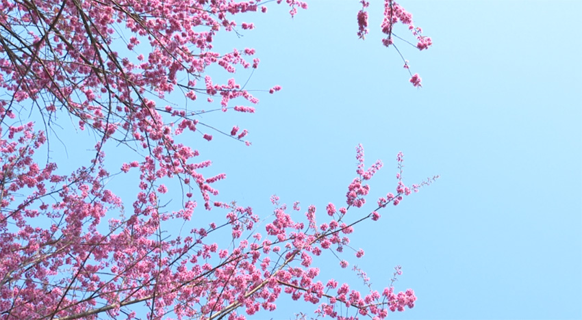 在蓝天白云的映衬下，一簇簇粉红色的冬樱花鲜艳夺目，格外美丽。杨永庆摄