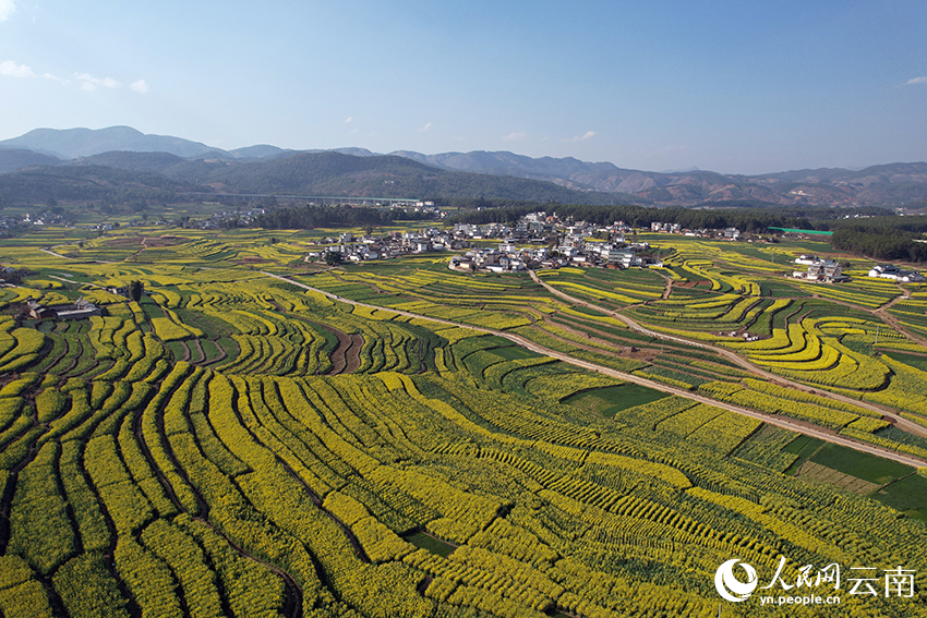 油菜花海。人民网记者 程浩摄