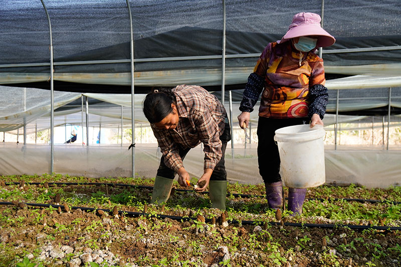 村民正在採收羊肚菌。曾穎穎攝