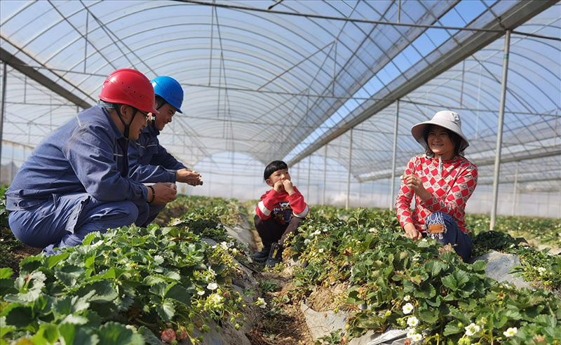 2月10日，南方电网云南曲靖马龙供电局工作人员到草莓种植基地进行走访，了解客户用电需求。（阮松萍摄）