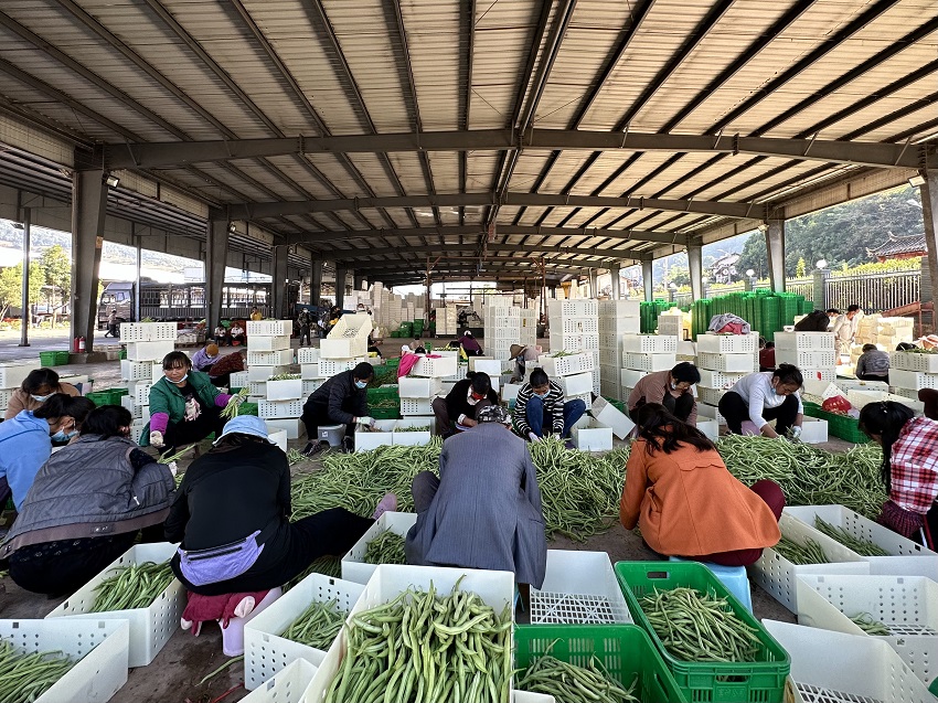 工人分拣豆子。润建华摄