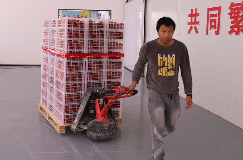 工人正在搬运樱桃番茄。庄俊华、李武华摄