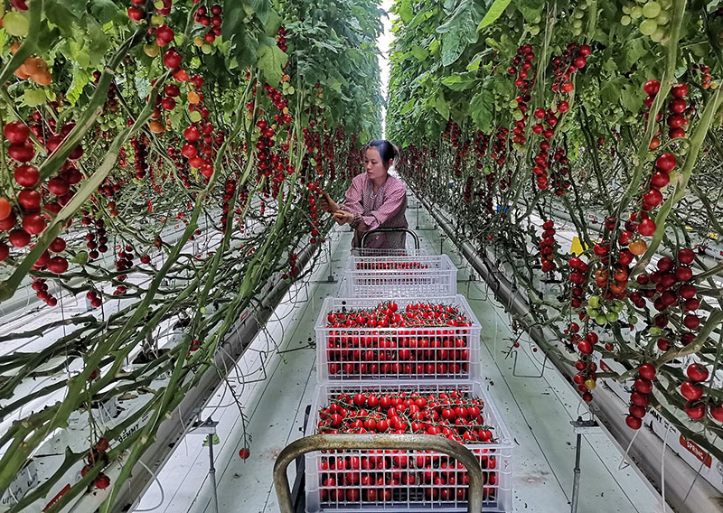 工人正在采收樱桃番茄。庄俊华、李武华摄