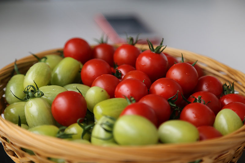 櫻桃番茄。庄俊華、李武華攝