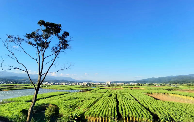 甘蔗喜獲豐收。