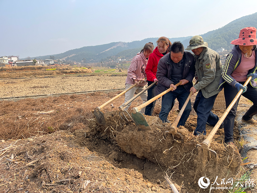 村民们正在挖鱼腥草。人民网记者 程浩摄