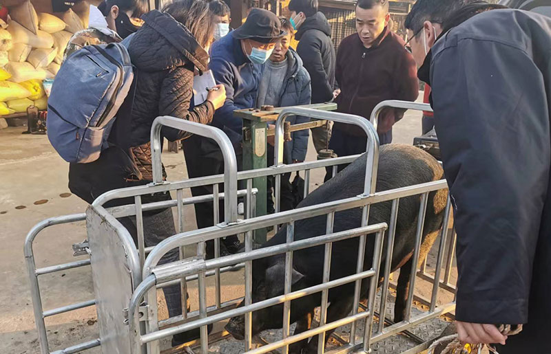 云南澜沧：“土猪进城”促农增收