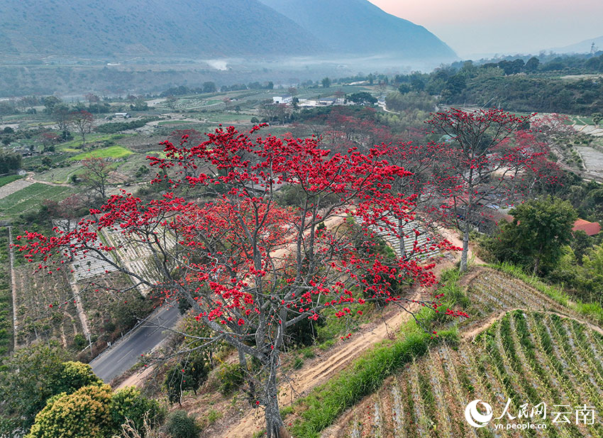 田边木棉艳。杨磊摄