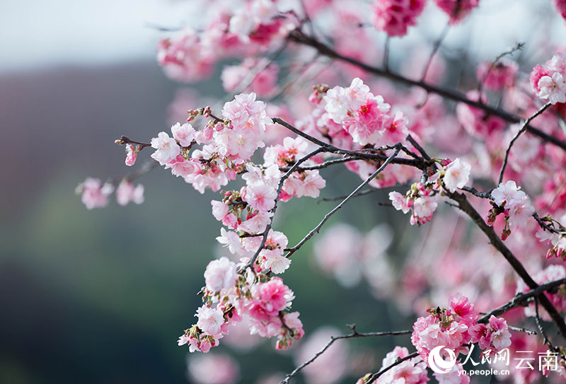 粉黛层叠的樱花。