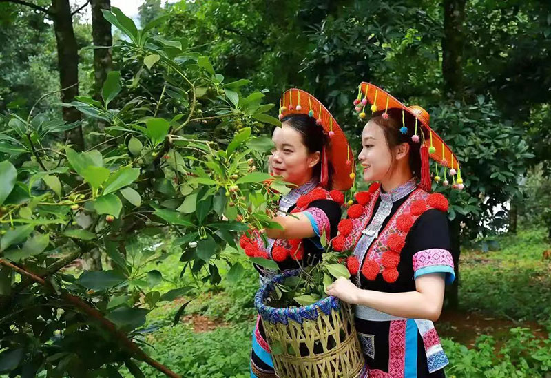 忙着采摘八角的瑶族姑娘