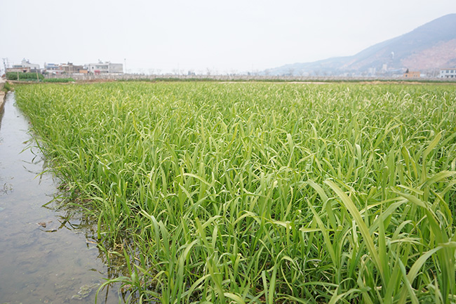 太平社區茭白育苗基地裡的茭白幼苗生機勃勃。
