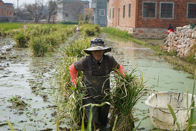 附近村民就地打工掙錢。