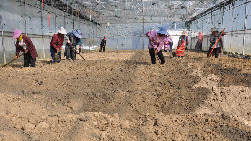 雲縣大寨鎮新合村春耕備耕景象。雲縣融媒體中心供圖