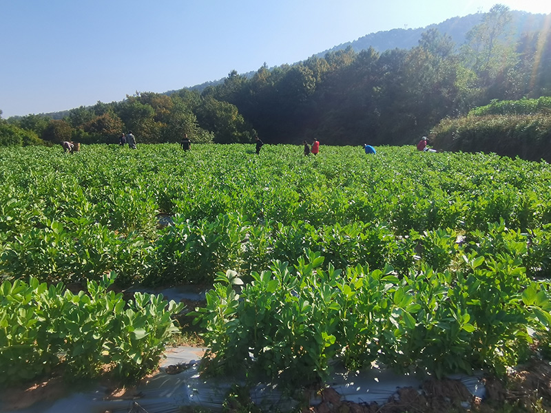墨江县通关镇公馆村村集体种植的蚕豆进入采摘旺季