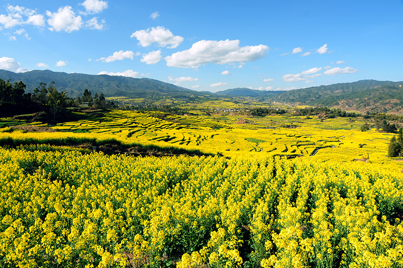 云南省临沧市临翔区油菜花种植基地。阮露明丹-摄