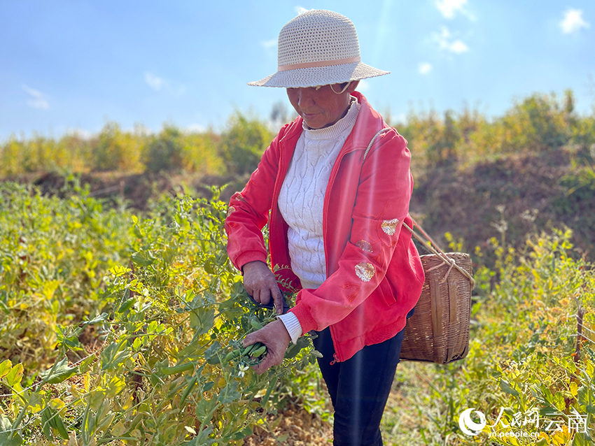 一村民正在采摘豌豆。人民网记者-程浩摄