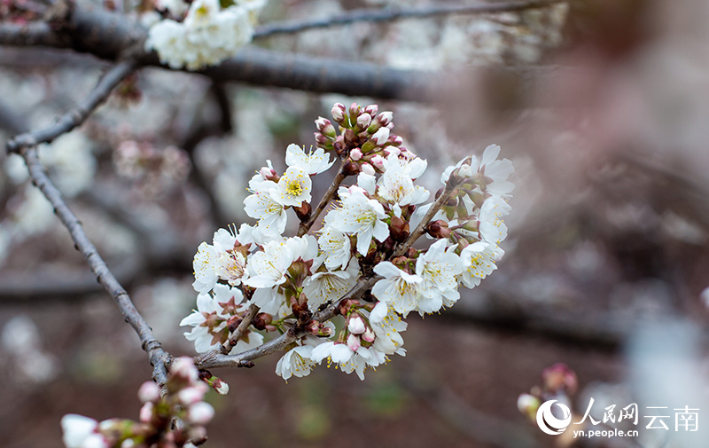 云南鲁甸的万亩樱花盛开。 郭家龙摄