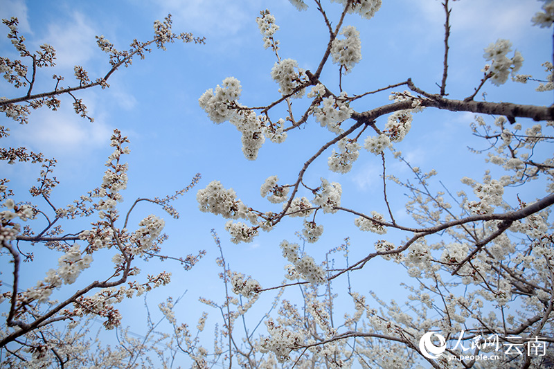 云南鲁甸的万亩樱花盛开。 邱家德摄