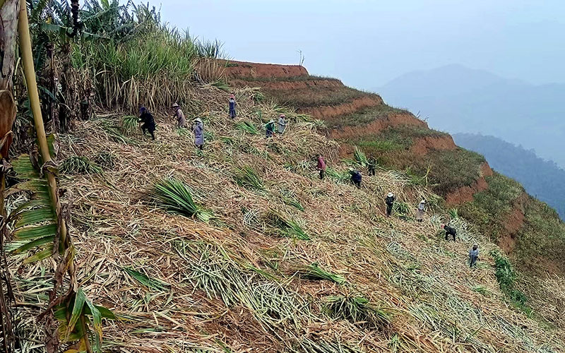胡春生和村民們正熱火朝天地砍收甘蔗。
