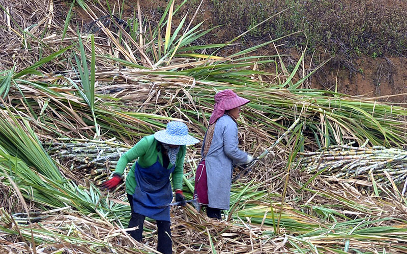 砍收甘蔗。