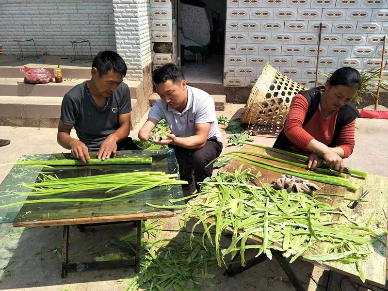 周自灵（中）正在教种植户切贡菜。受访者供图
