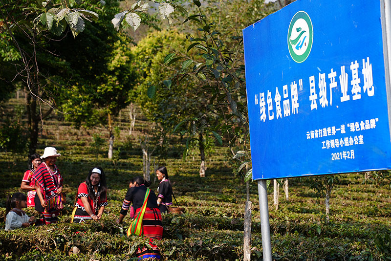 茶农们采茶。史威摄