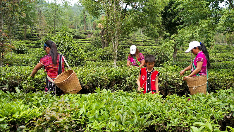 茶农们采茶。史威摄