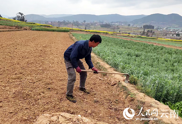杨华明正在地里忙活。滕彦摄