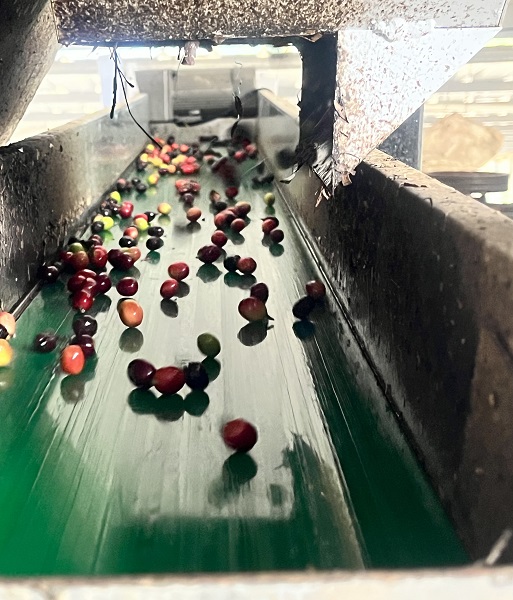 合作社正用新设备加工咖啡豆。镇沅县融媒体中心供图