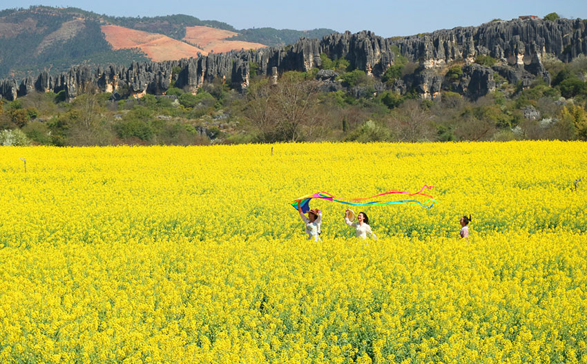 乃古石林最美春花季如约而至。石林风景名胜区管理局供图（资料图）