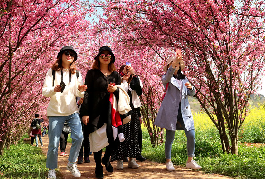 乃古石林最美春花季如约而至。石林风景名胜区管理局供图（资料图）