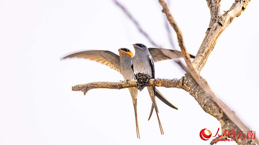 筑“最小鸟巢”的凤头雨燕进入繁殖期