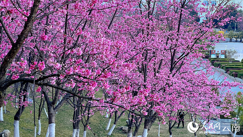 大理大学樱花盛放。董孟良摄
