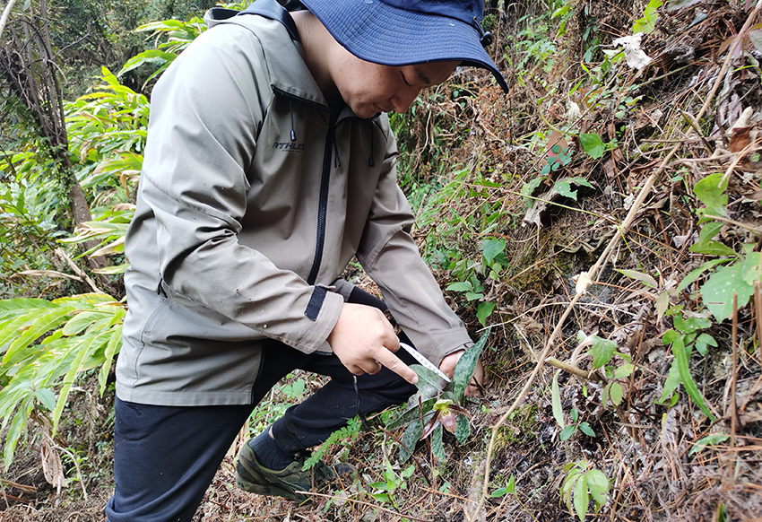 科研人員在高黎貢山保護區海拔1300多米的山坡草叢中，找到了彩雲兜蘭。高黎貢山國家級自然保護區福貢管護分局供圖