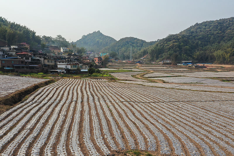 菊花種植。史威攝