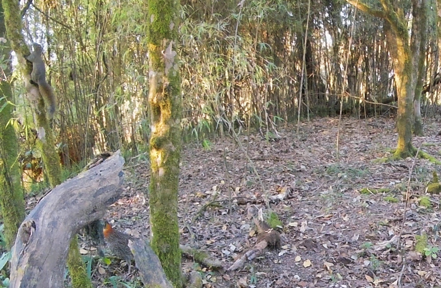 赤腹松鼠与红腹角雉同框。龙陵小黑山省级自然保护区供图