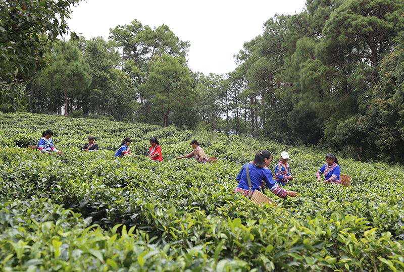 鳳山鎮柏林村茶葉基地。