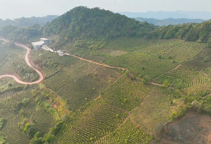 景谷縣鳳山鎮順南村茶葉種植基地。