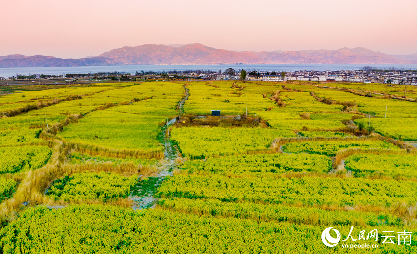 洱海之畔，夕照下的油菜花美景。赵渝摄
