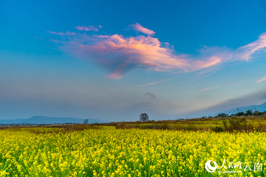 洱海之畔，夕照下的油菜花美景。赵渝摄